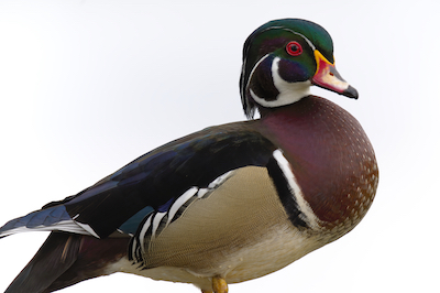 wood duck 2